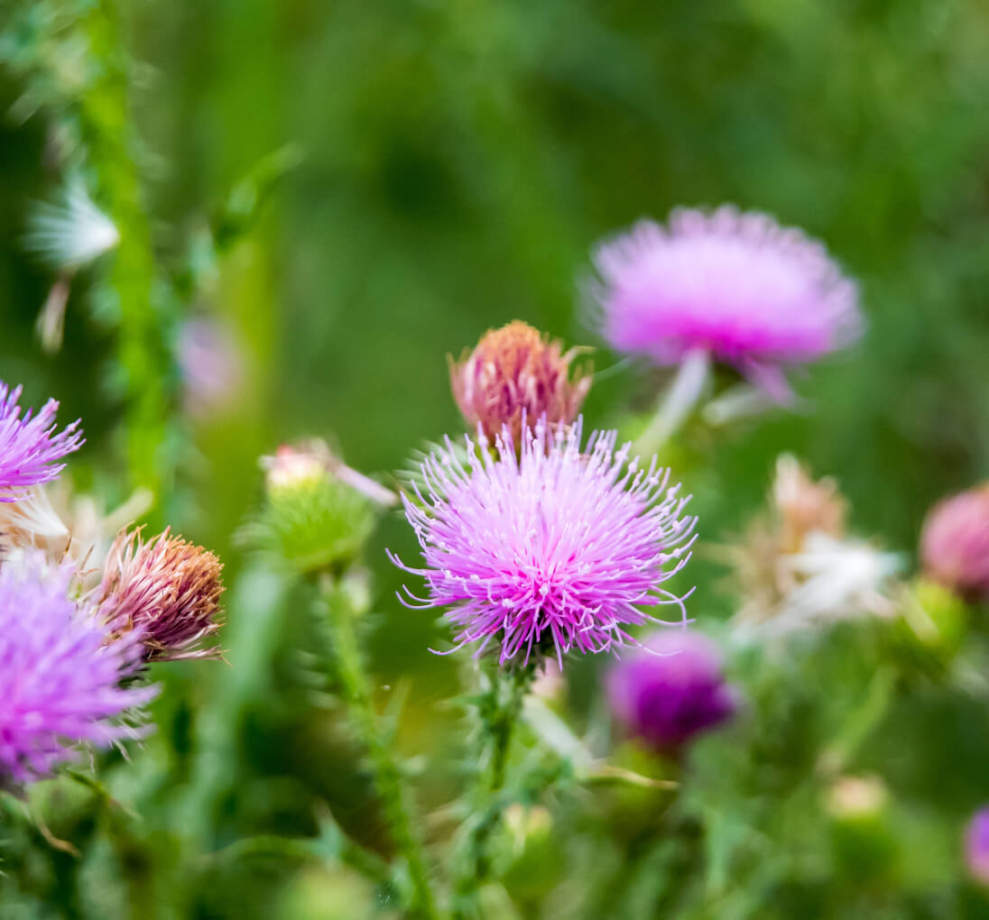 milk thistle