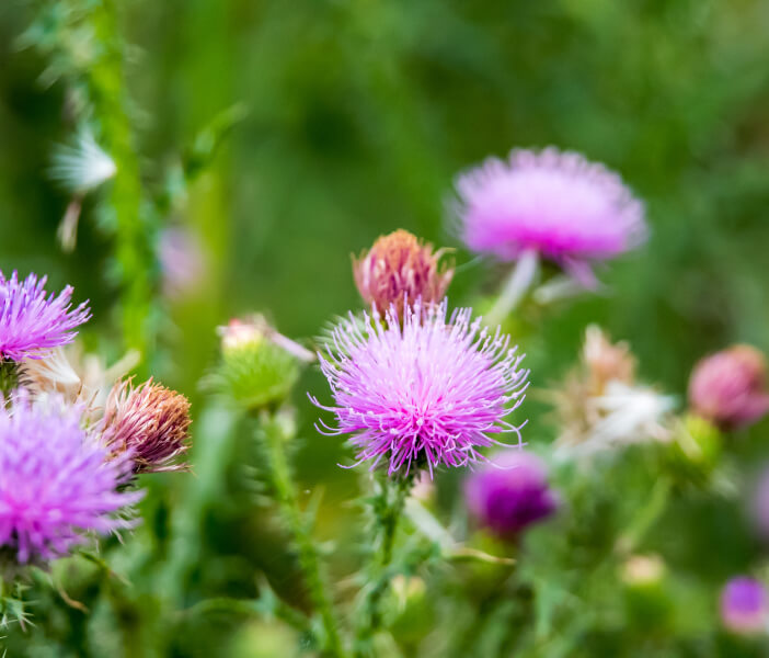 milk thistle