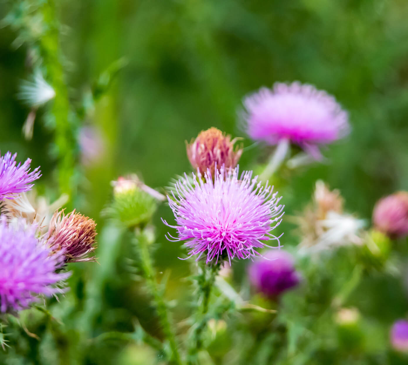 milk thistle